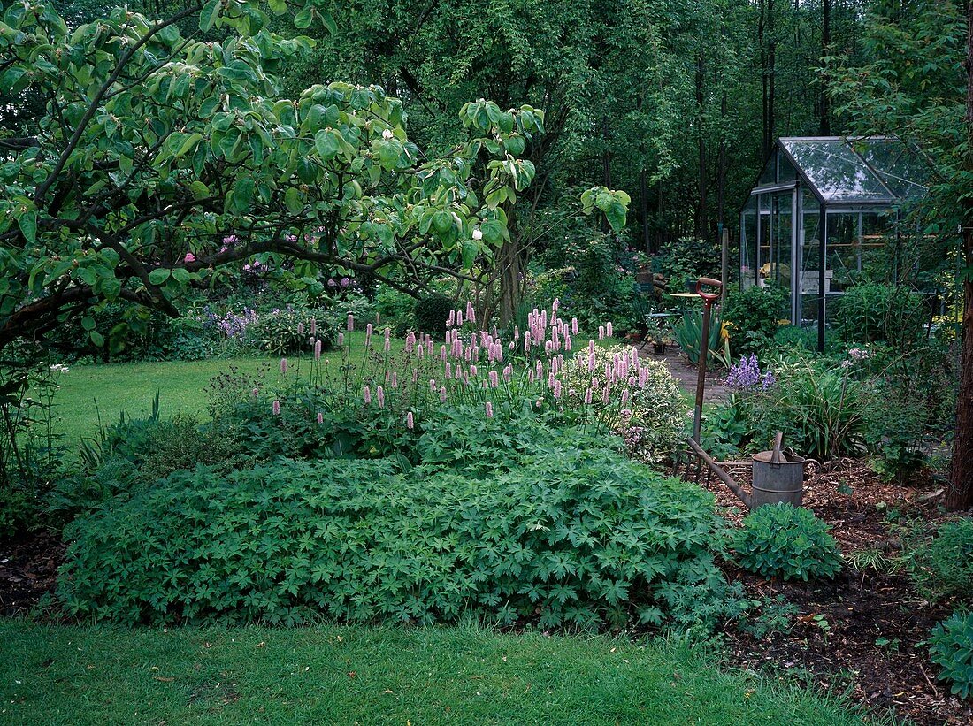 Bed with Polygonum bistorta (knotweed, snake's knotweed), Geranium (cranesbill), Sedum (stonecrop), digging fork, watering can, greenhouse