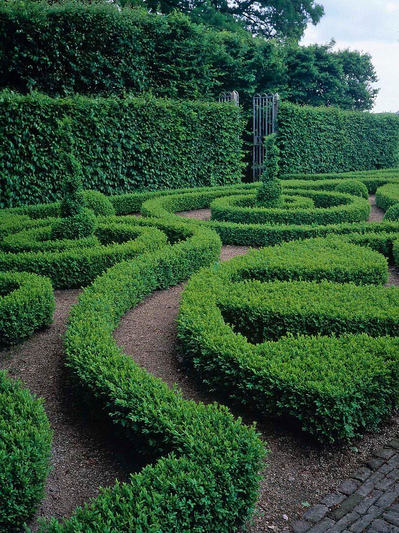 Formal garden with Buxus (box) ornamentally pruned, hedge of Carpinus betulus (hornbeam)