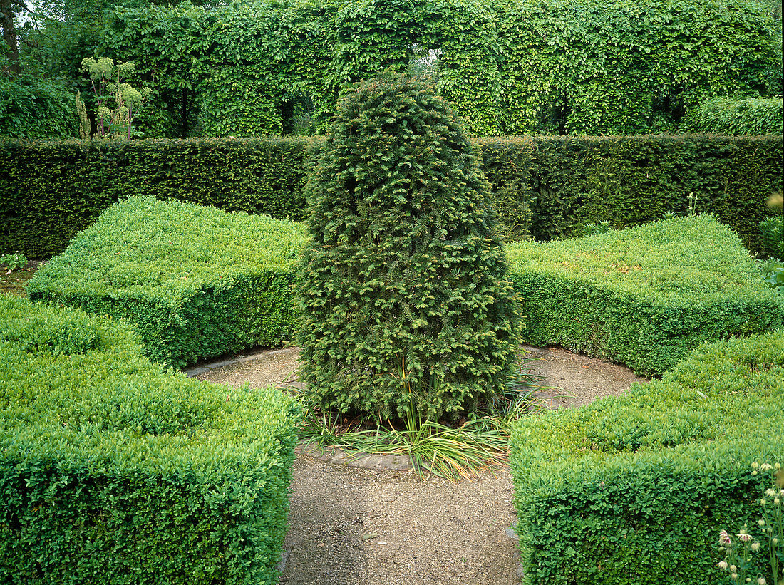 Taxus baccata (Eibe) kegelförmig geschnitten zwischen formgeschnittenen Buxus (Buchs)