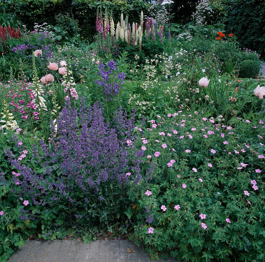 Nepeta (catmint), geranium (cranesbill), digitalis (foxglove), lupinus (lupines) and papaver (poppy)