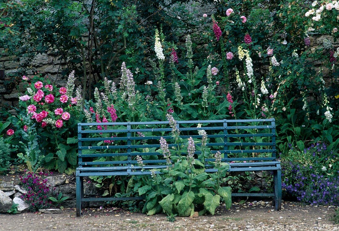 Blue bench at the border, clary sage (Salvia sclarea), digitalis (foxglove) and 'Rosa Mundi', syn. 'Rosa gallica versicolor' (historical rose), shrub rose, single flowering, fragrant, robust