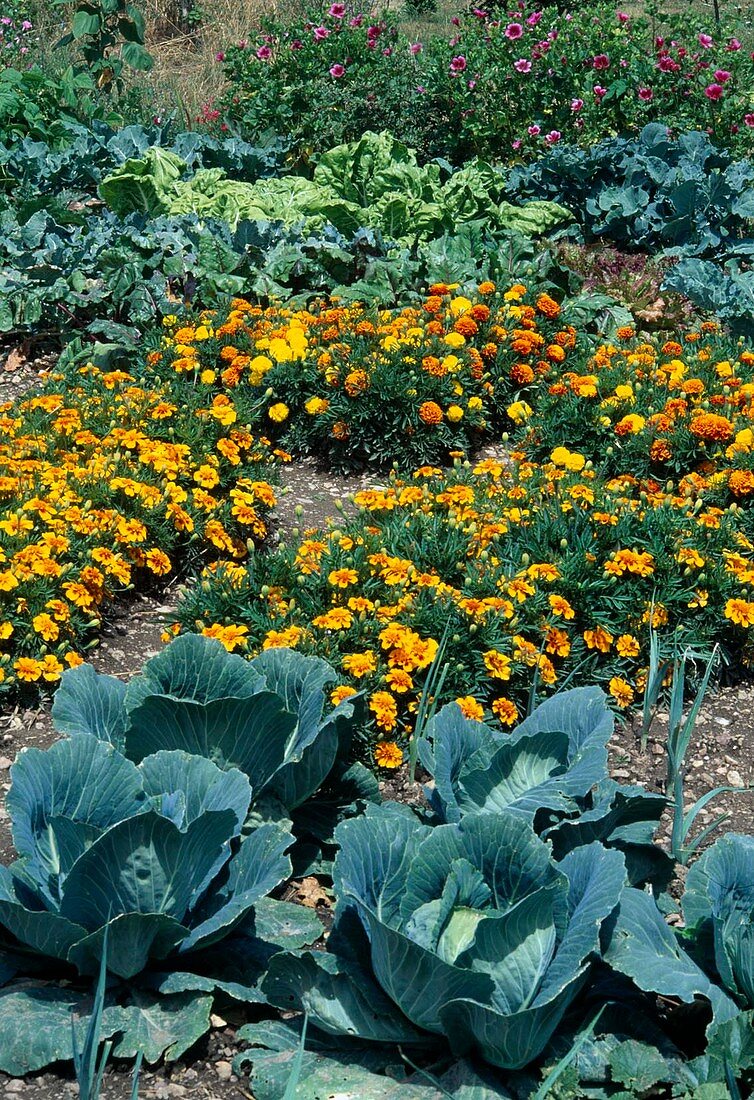 Gemüsegarten mit Tagetes (Studentenblumen), Weisskraut (Brassica), Porree, Lauch (Allium porrum), Rote Bete (Beta vulgaris) und Mangold
