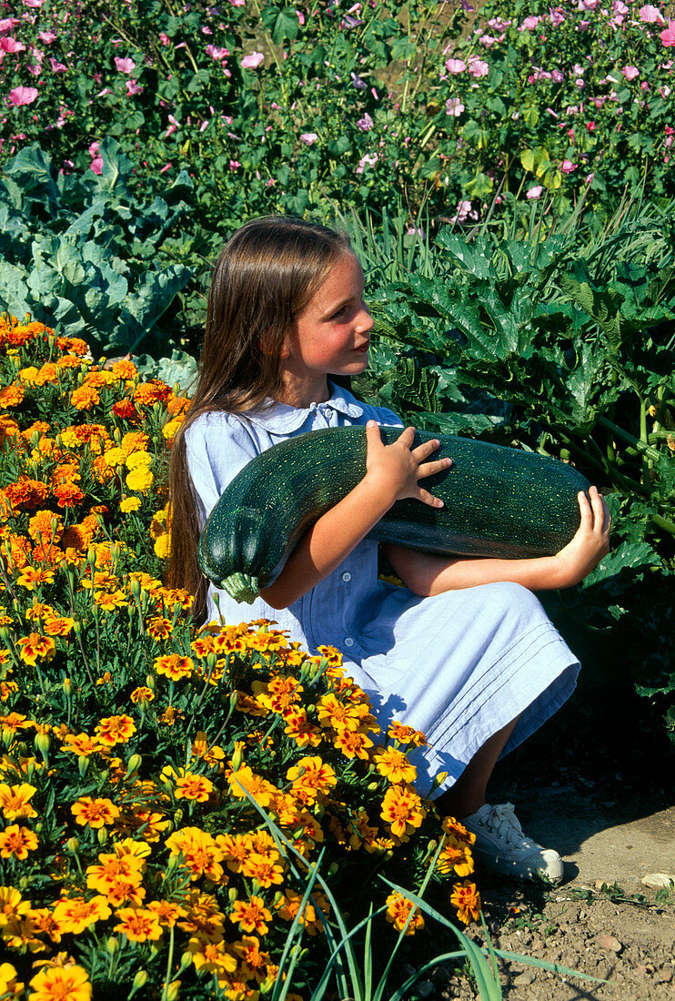 Girl holding giant courgette (Cucurbita), marigolds (Tagetes)