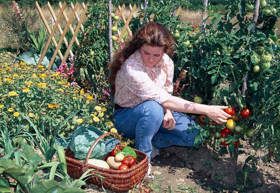 Woman harvesting tomatoes (Lycopersicon), basket with savoy cabbage (Brassica), potatoes (Solanum tuberosum), peppers (Capsicum) and courgettes (Cucurbita), bed with calendula (marigolds)