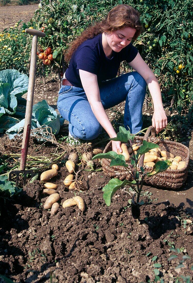 Frau erntet Kartoffeln (Solanum tuberosum) mit Grabgabel
