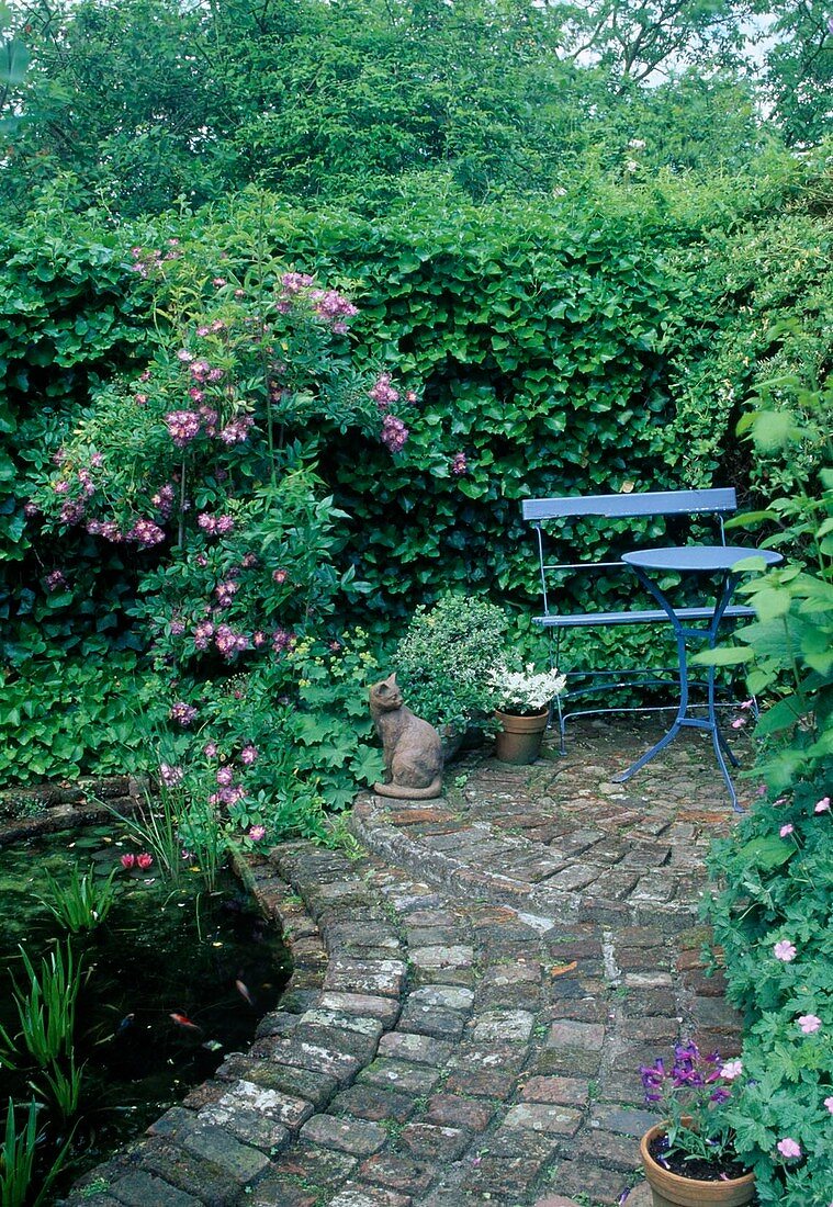 Hidden little terrace by the pond, Rosa 'Violet Blue' (climbing rose, rambler rose), Hedera (ivy) hedge as privacy screen, blue bench, table, ceramic cat