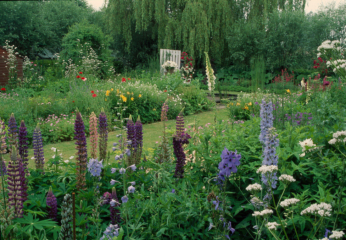 Frühsommerbeete mit Lupinus (Lupinen), Delphinium (Rittersporn), Hemerocallis (Taglilien), Valeriana (Baldrian), Digitalis (Fingerhut), Geranium (Storchschnabel)