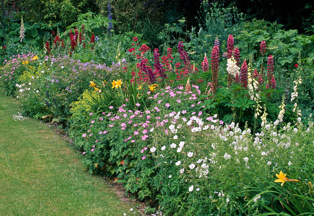 Üppiges Frühsommerbeet - Geranium (Storchschnabel), Lupinus (Lupinen), Hemerocallis (Taglilien), Digitalis (Fingerhut), Centranthus ruber (Spornblumen), Alchemilla (Frauenmantel), Campanula (Glockenblumen)