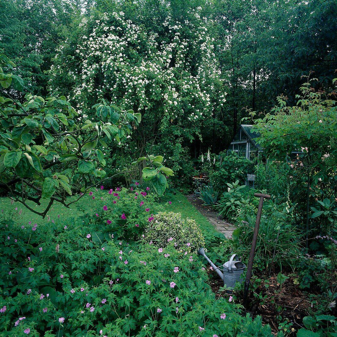 Rosa (Ramblerrose, Kletterrose), Geranium (Storchschnabel)