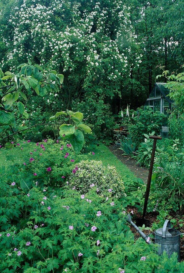 Rosa (Rose 'Wedding Day'), Kletterrose, Ramblerrose, einmalblühend, zarter Zitronenduft, Geranium (Storchschnabel), Spaten im Beet,