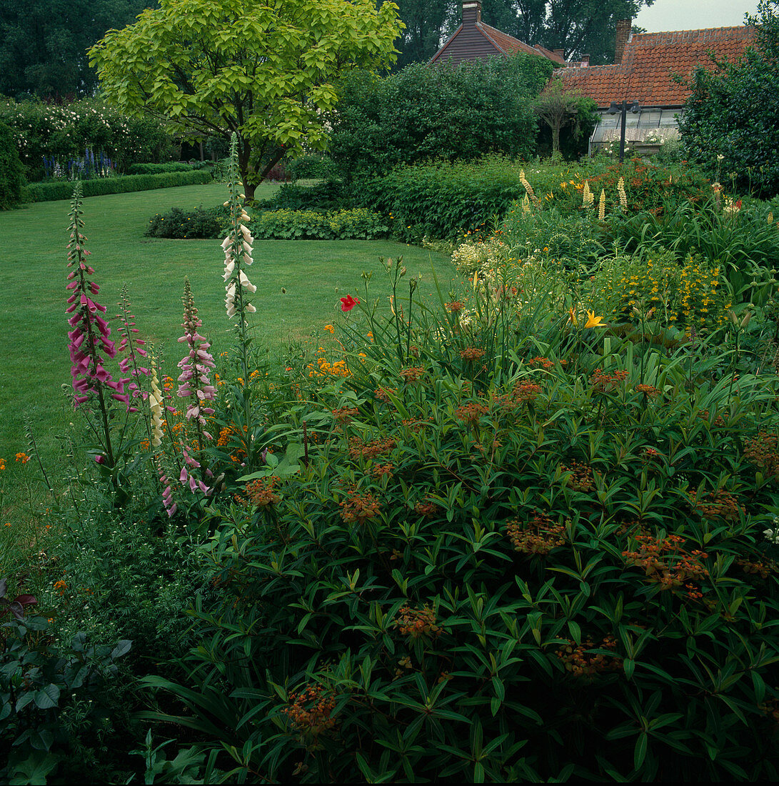 Bed with Digitalis (foxglove), Asclepias (silk flower), Lysimachia (field plant), Lupinus (lupines) and Catalpa bignonioides Aurea (golden trumpet tree)