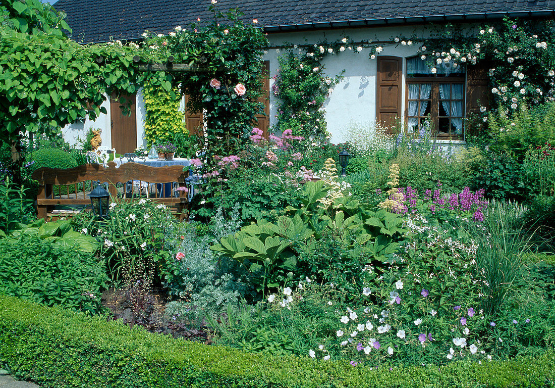 Climbing roses on house wall and pergola, in front of richly planted perennial bed