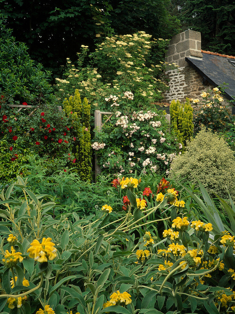 Phlomis (Brandkraut), Rosa (Kletterrosen) an Rankgittern, Taxus (Säuleneiben), hinten blühender Holunder (Sambucus nigra) am Haus