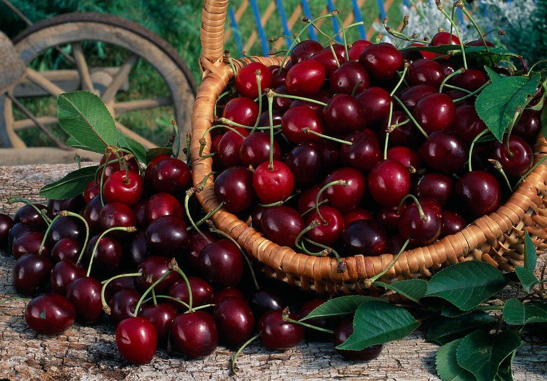 Freshly picked sweet cherries (Prunus avium)