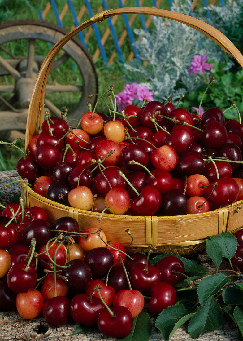 Basket with cherries