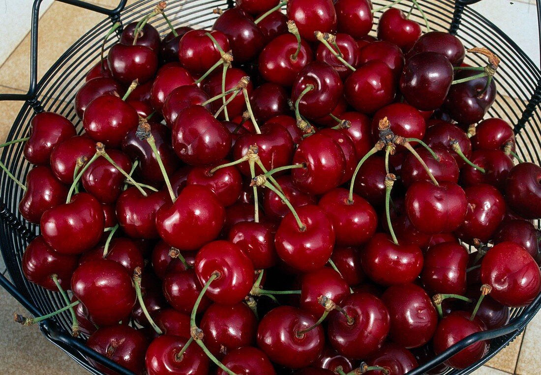 Frisch gepflückte süsskirschen (Prunus avium) im Korb