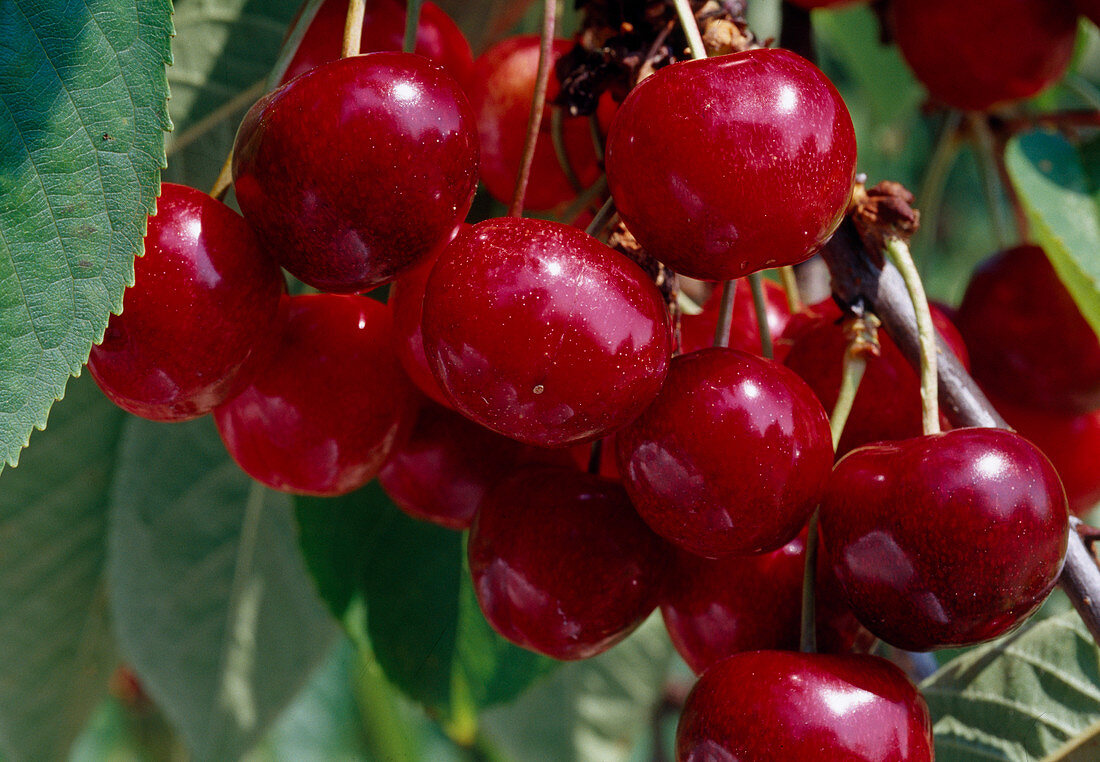 sweet cherries (Prunus avium)