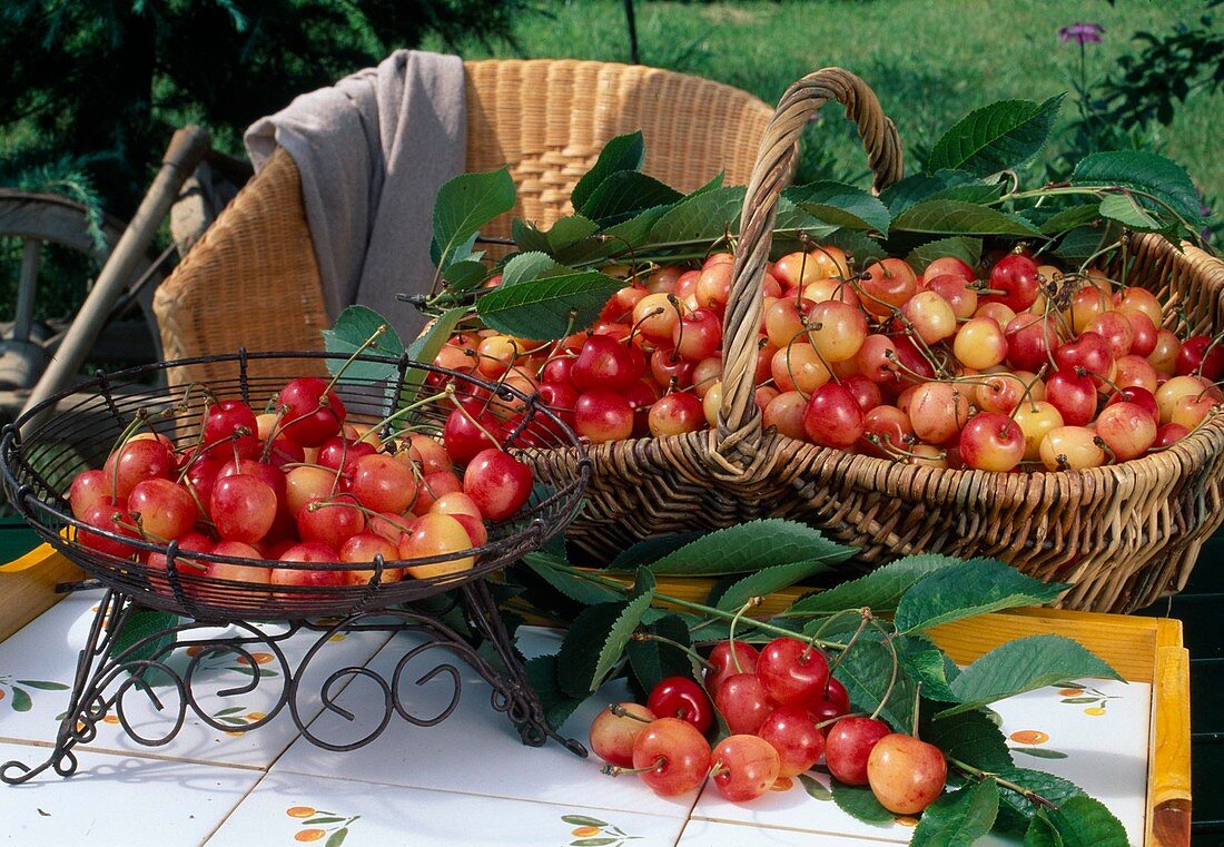 Freshly picked sweet cherries 'Große Prinzessinkirsche' syn. 'Napoleon' (Prunus avium) in baskets on a table