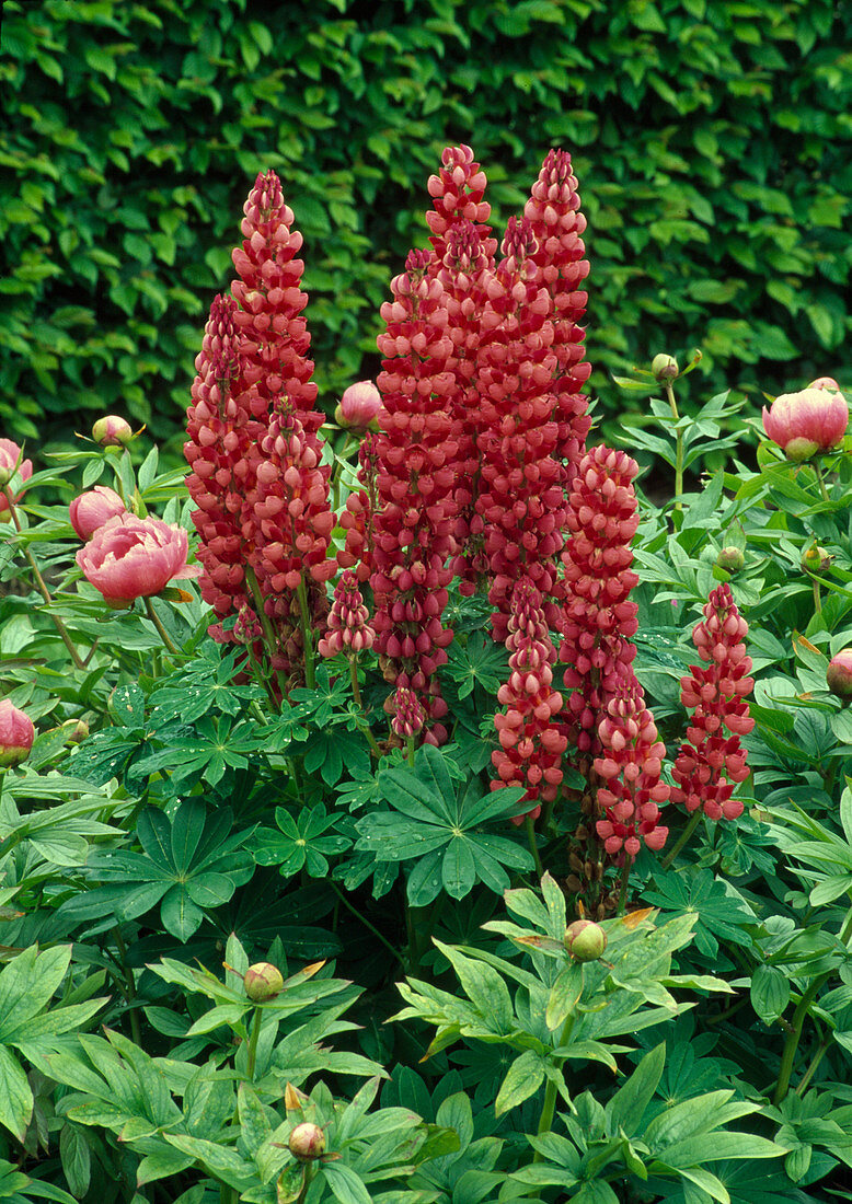 Lupinus X russellii 'My Castle' (lupin)