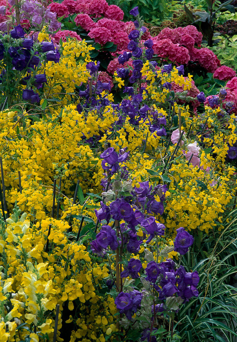 Calceolaria (slipper flowers) and Campanula (bell flowers)