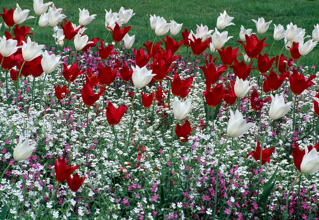 Tulipa Lilienbluetige TULPEN mit SILENE Lichtnelken