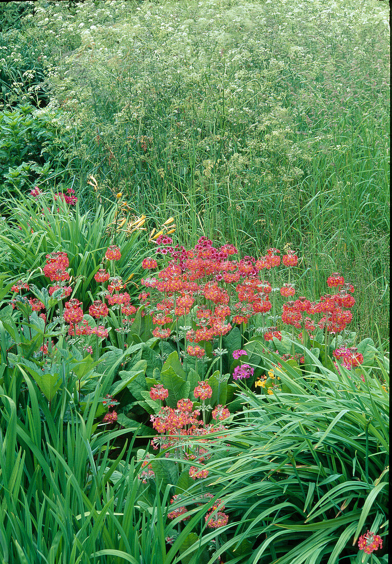 Primula japonica (Primroses), Candelabra hybrids