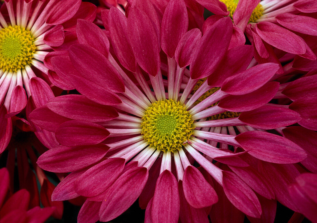 Chrysanthemum indicum (Autumn Chrysanthemum)