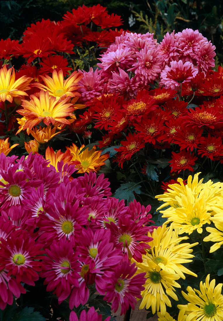 Chrysanthemum indicum (Herbstchrysanthemen)