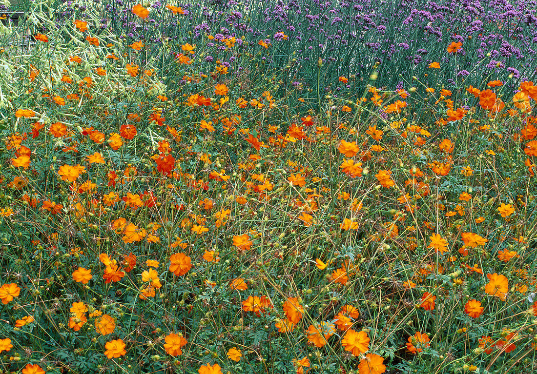 Cosmos sulphureus 'Diablo'