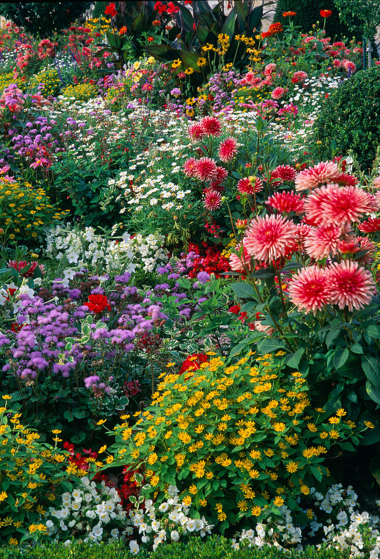 Buntes Blumenbeet: Dahlia 'Pianella' (Kaktusdahlien), Melampodium (Sterntaler), Ageratum (Leberbalsam), Argyranthemum (Margerite)