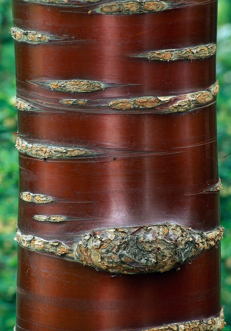 Rinde von Prunus serrula (Mahagoni-Kirsche)