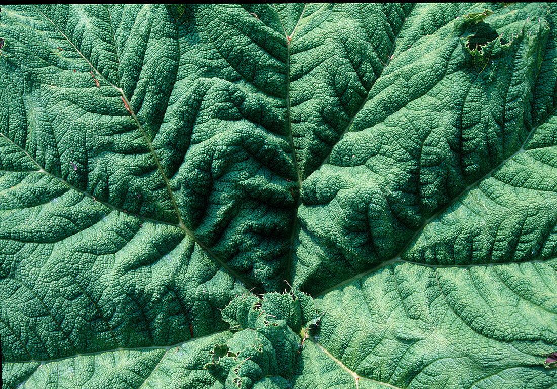 Mammutblatt (Gunnera Manicata)