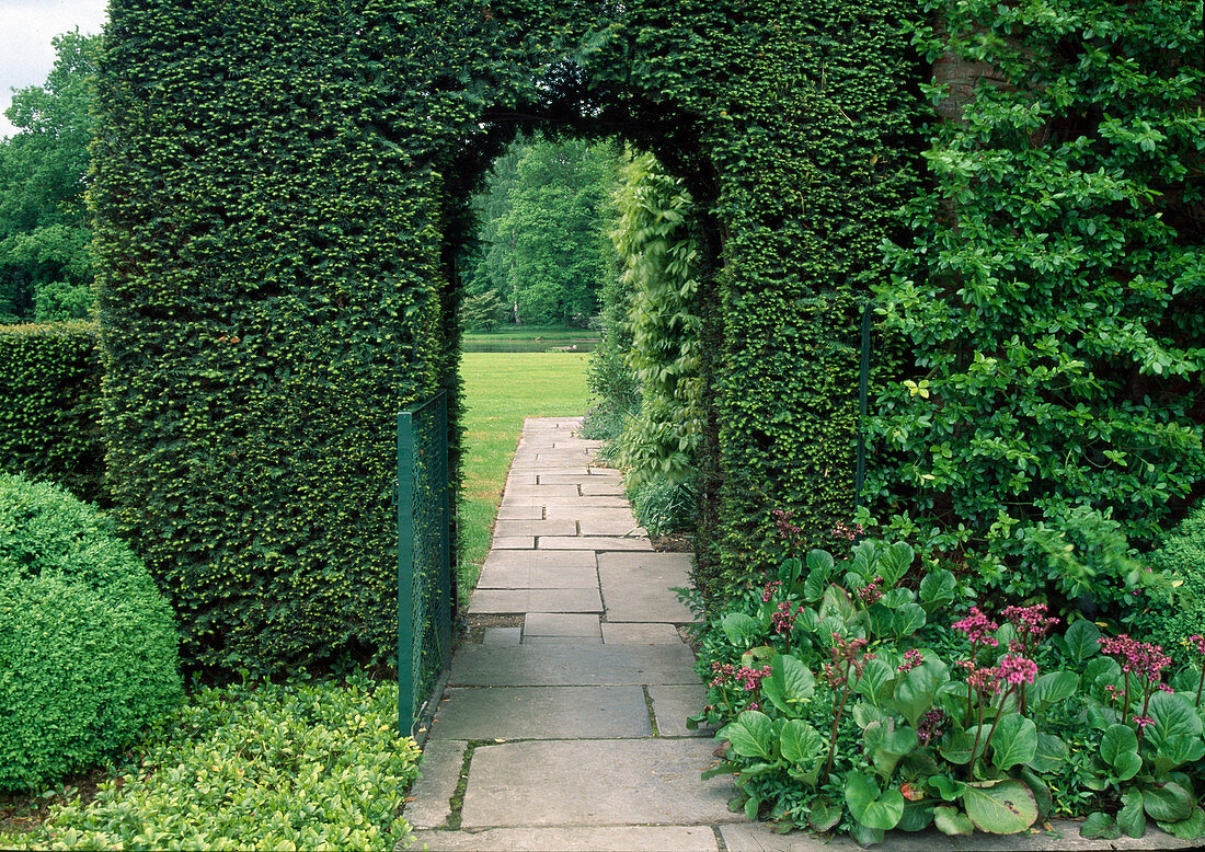 Taxus hedge