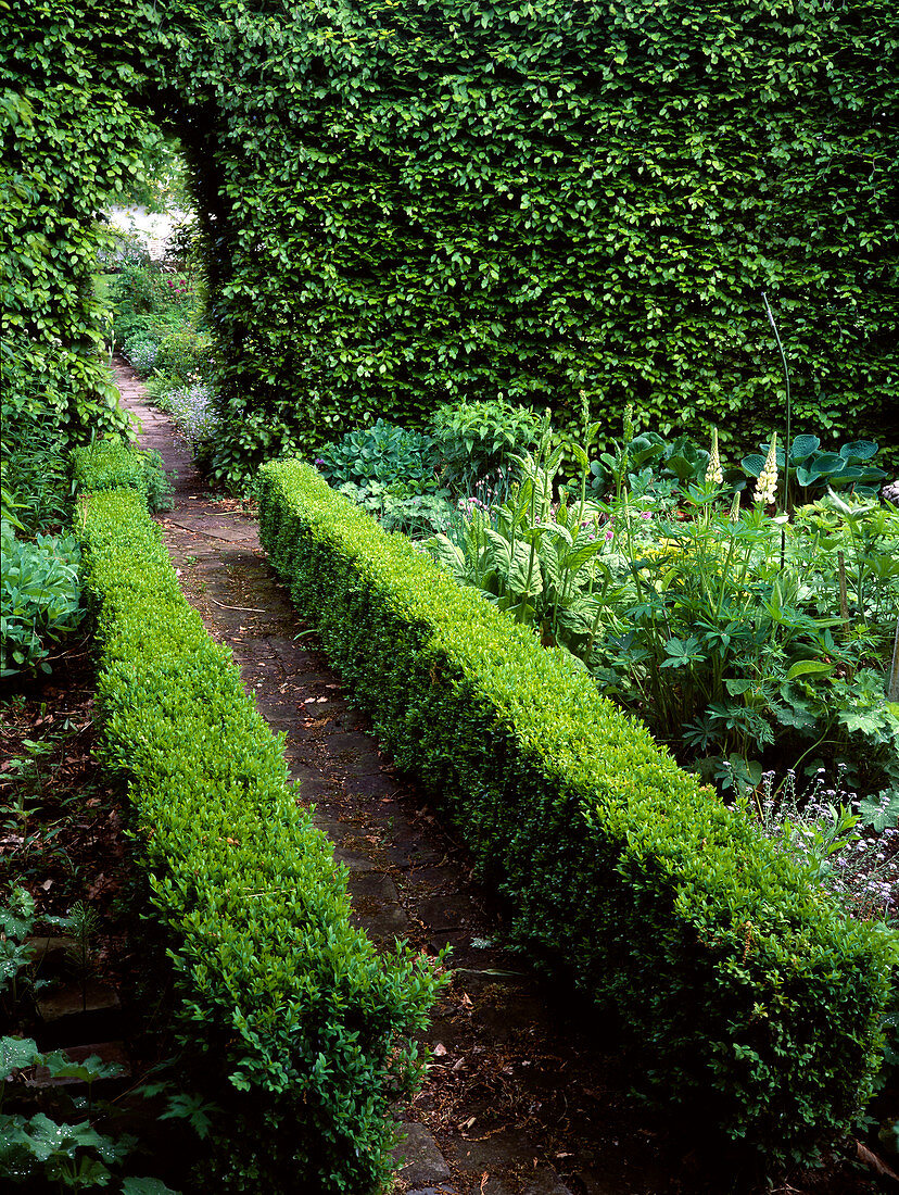 Path between hedges of Buxus (boxwood), archway under Carpinus (hornbeam) as passageway