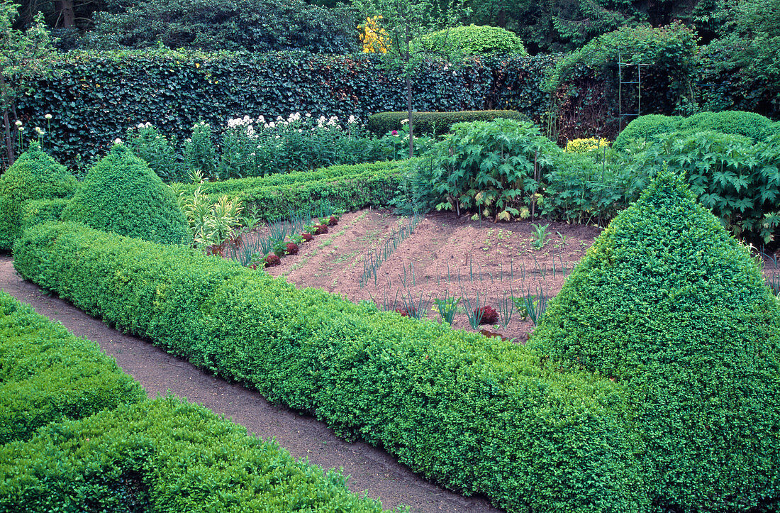 Hecken und Kegel aus Buxus (Buchs) als Einfassung für Gemüsegarten, Reihen mit Zwiebeln (Allium cepa), Salat (Lactuca)