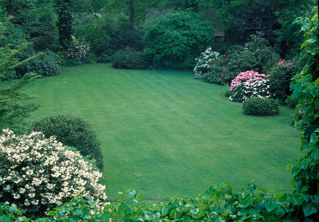 Lawn between rhododendrons (alpine roses) and trees