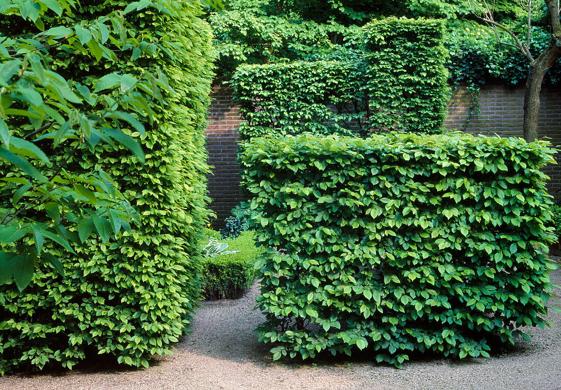 Carpinus betulus (hornbeam) hedges share garden spaces