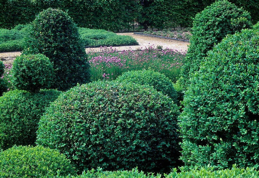 Topiary: Buxus (boxwood) balls and cones as a group, behind it bed with flowering chives (Allium schoenoprasum)