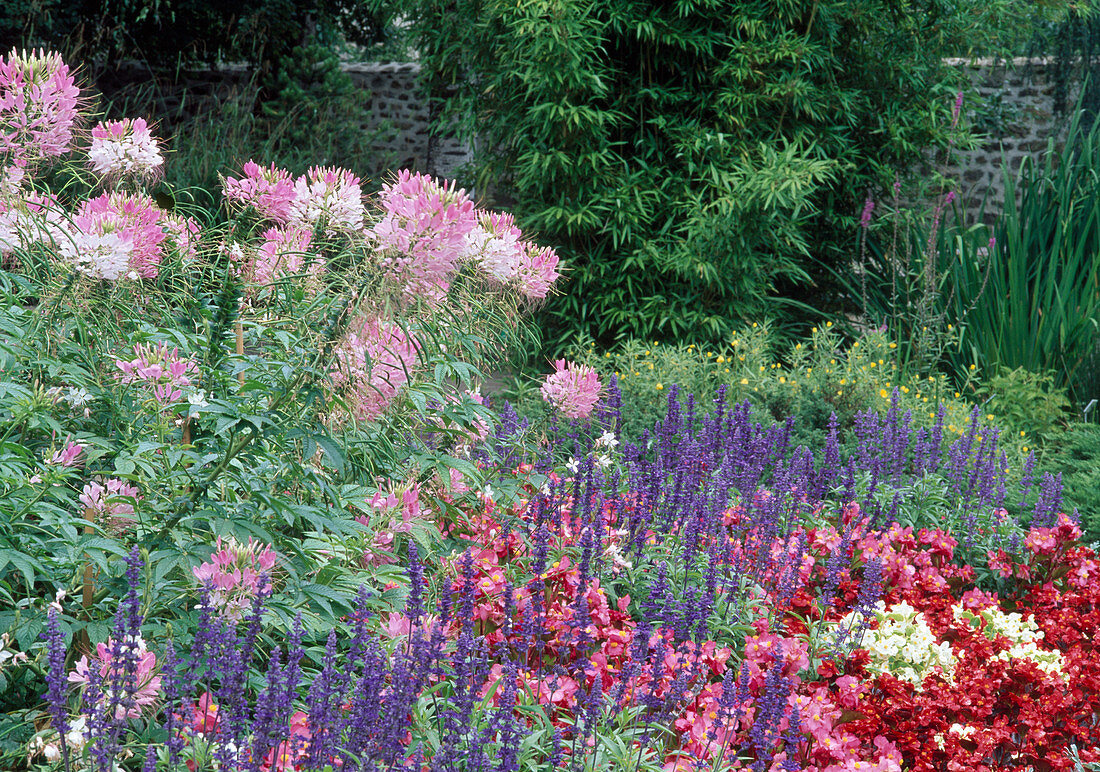 Summer flower bed with Cleome spinosa (spider flower), Salvia farinacea (flour sage) and Begonia semperflorens (ice begonias, God's eyes)