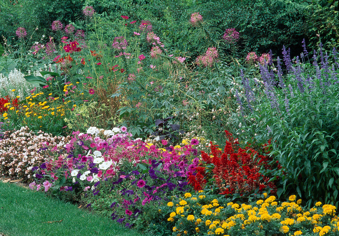 Summer flowerbed with Tagetes, Petunia, Salvia, Cleome, Begonia semperflorens
