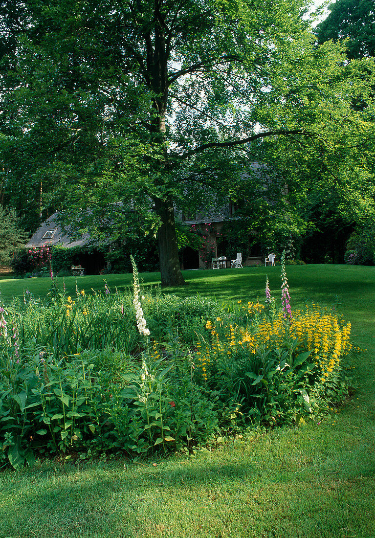 Round perennial bed in the lawn: Lysimachia punctata (golden foxglove), Digitalis (foxglove)