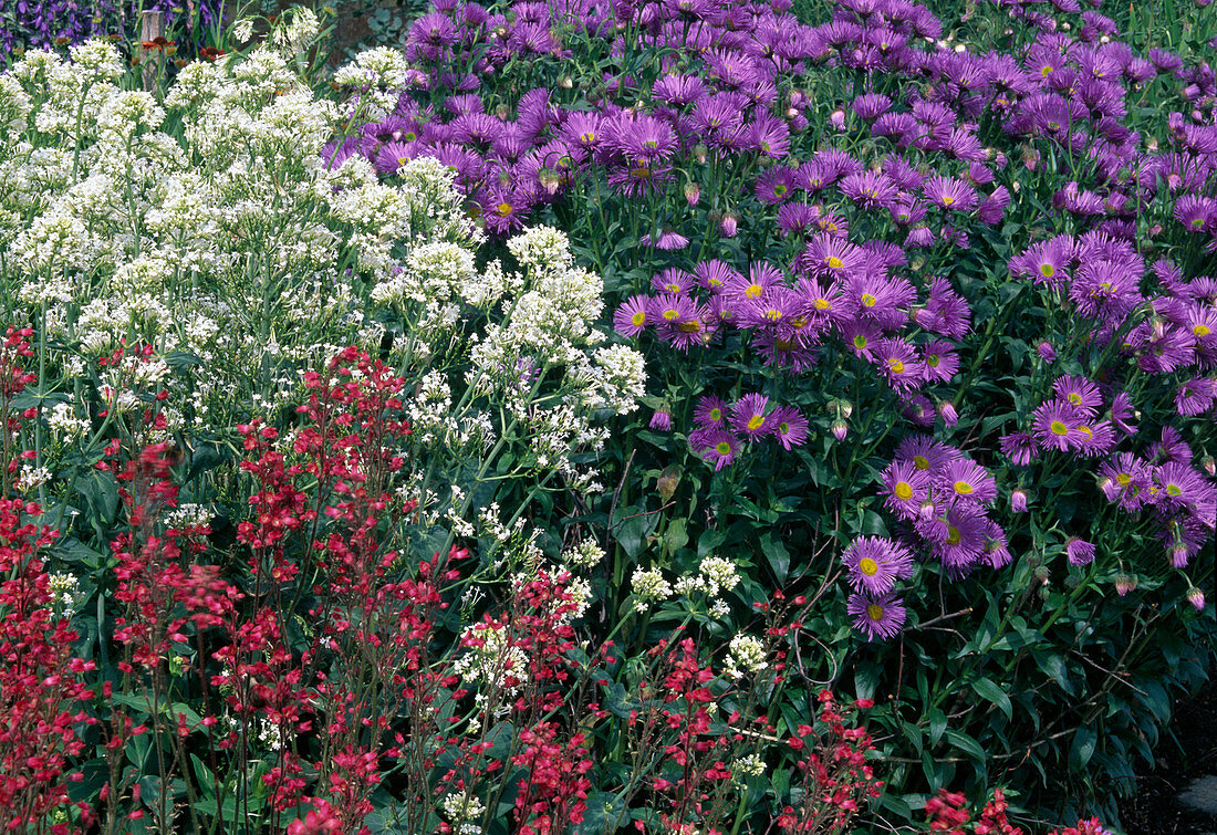Beet mit Aster amellus (Bergaster) und Centranthus (Spornblumen)