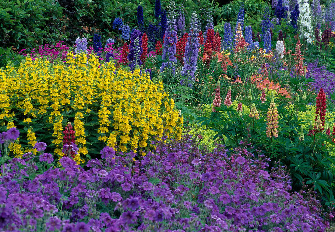 Staudenbeet mit Geranium (Storchschnabel), Lysimachia (Goldfelberich), Delphinium (Rittersporn), Lupinus (Lupinen)