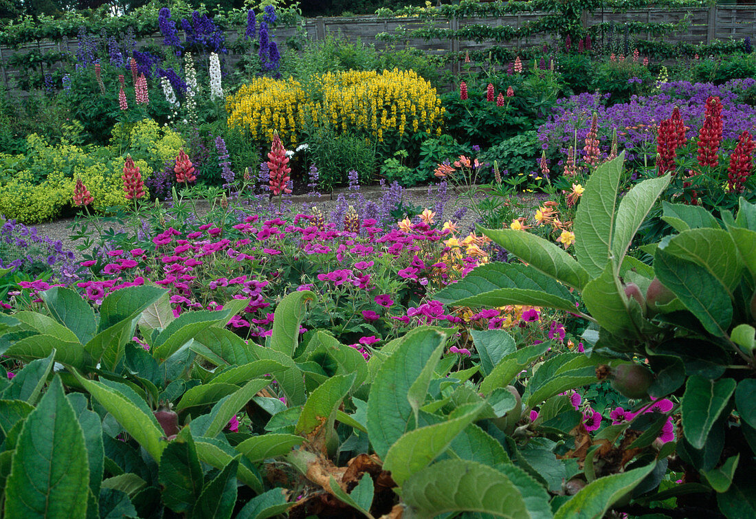 Staudenbeete mit Geranium (Storchschnabel), Lysimachia (Goldfelberich), Alchemilla mollis (Frauenmantel), Lupinus (Lupinen) und Delphinium (Rittersporn)