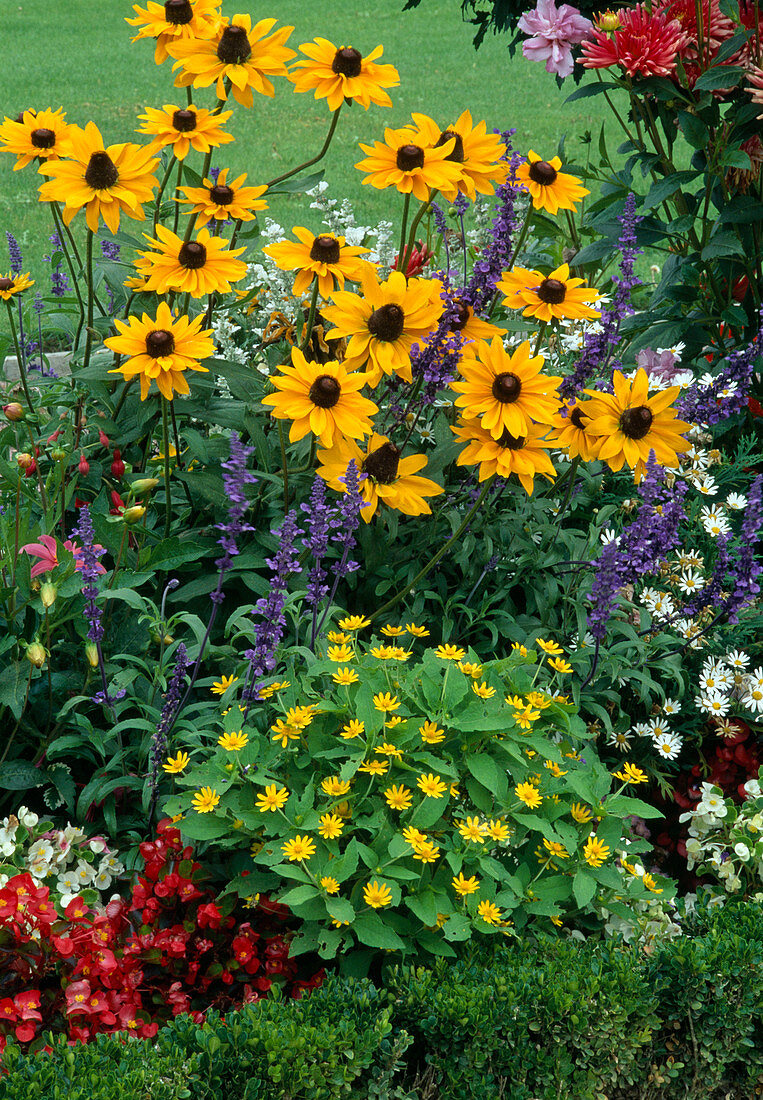 Buntes Sommerblumenbeet mit Rudbeckia hirta (Sonnenhut), Melampodium (Sterntaler), Salvia farinacea (Mehlsalbei), Begonia semperflorens (Eisbegonien, Gottesaugen)