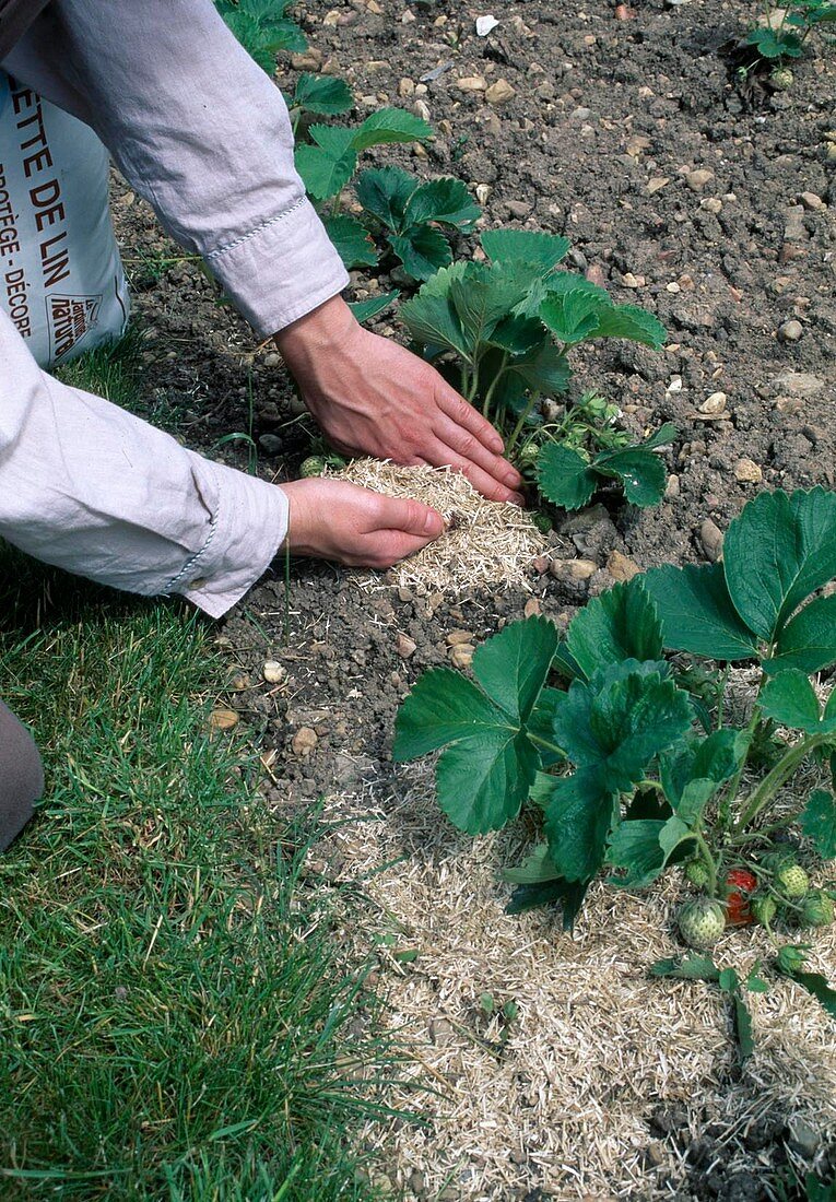 Mulch strawberries (Fragaria) with flax shavings