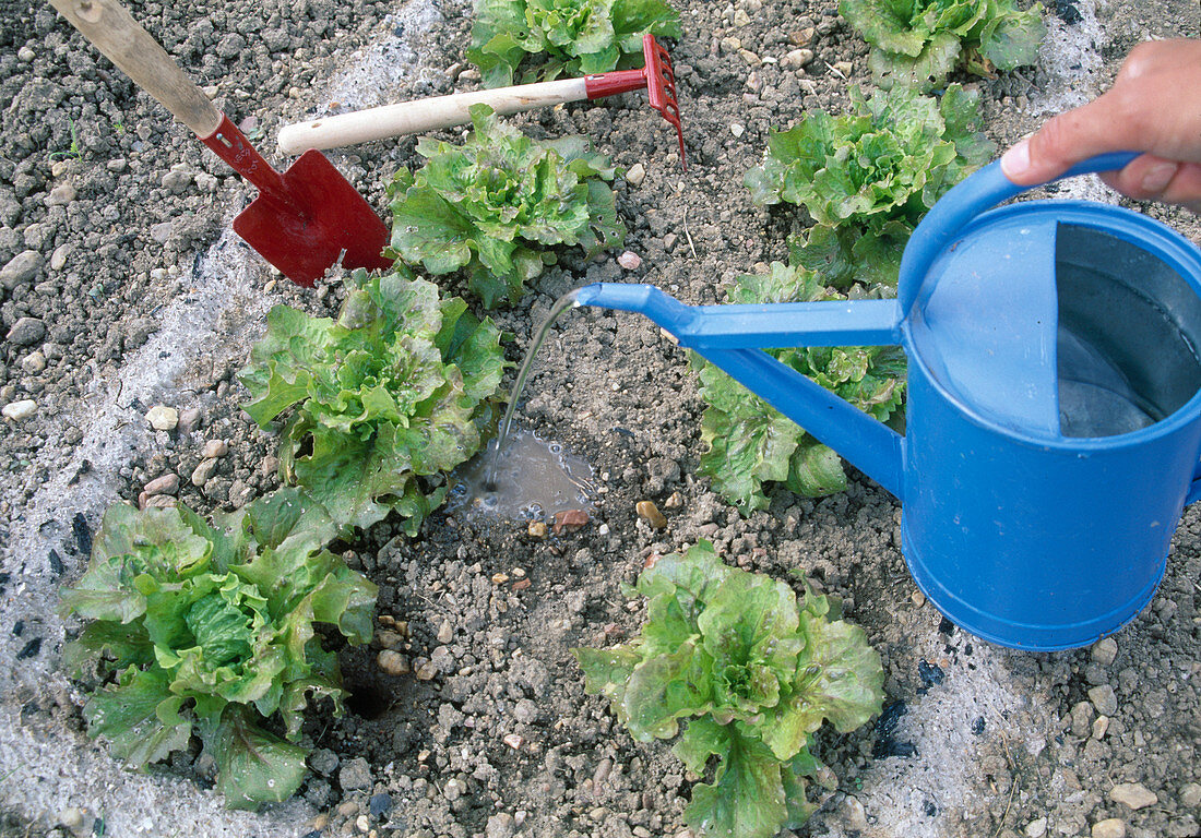 Batavia-Salat (Lactuca) in ein Giessloch gießen um Wasser zu sparen