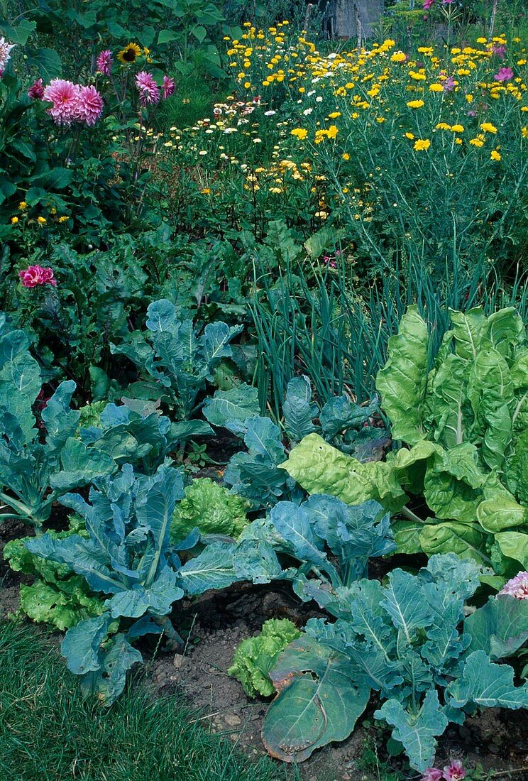 Bauerngarten Beet mit Brokkoli (Brassica), Mangold, rote Bete (Beta vulgaris), Zwiebeln (Allium cepa) und Salat, hinten Sommerblumen