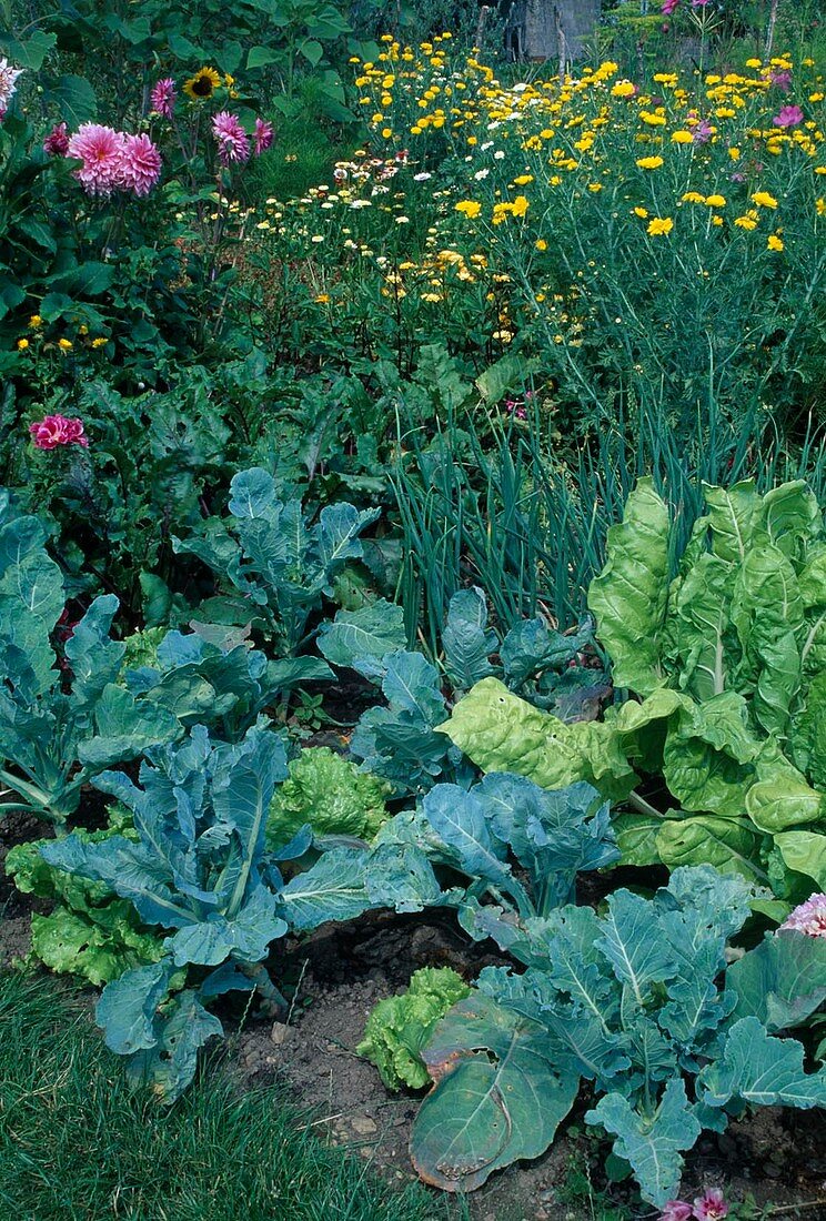 Farm garden bed with broccoli (Brassica), chard, beetroot (Beta vulgaris), onions (Allium cepa) and lettuce, summer flowers in the back