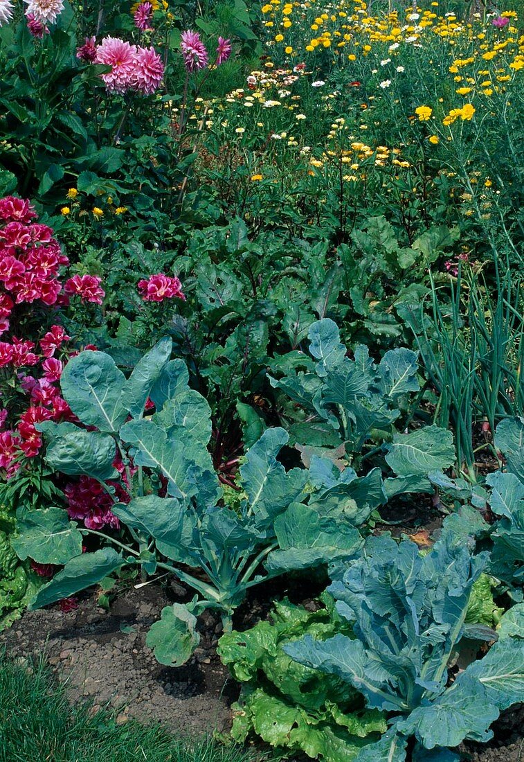 Bauerngarten Beet mit Brokkoli (Brassica), Godetia (Sommerazalee), rote Bete (Beta vulgaris), Zwiebeln und Salat